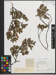 Foto von Salix myrsinites L.